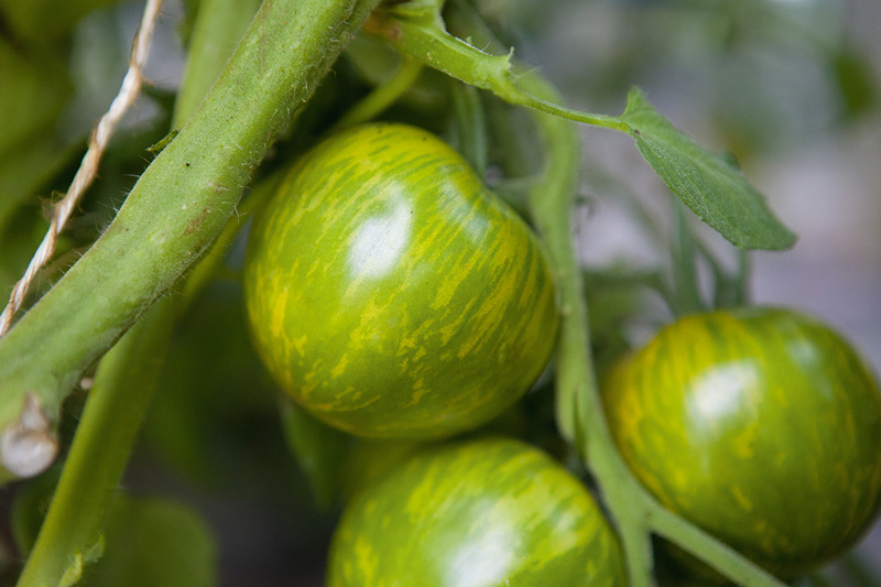Tomate: Die Vielfalt neu entdeckt