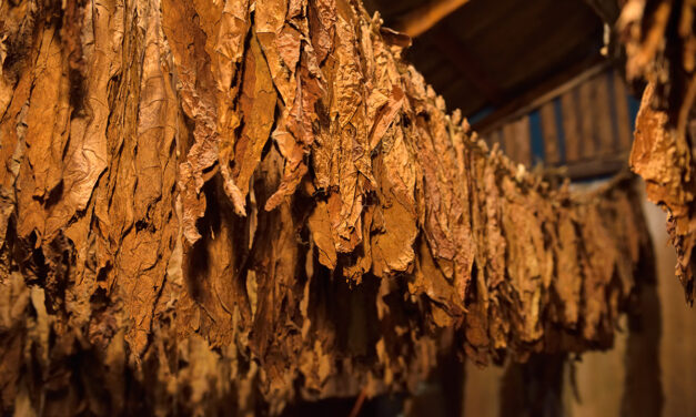 Die traditionelle Tabakverarbeitung